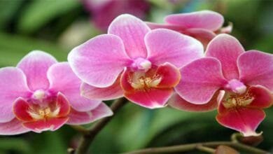 Pema Khandu’s Vision: Arunachal Pradesh Becomes India’s First Orchid Capital