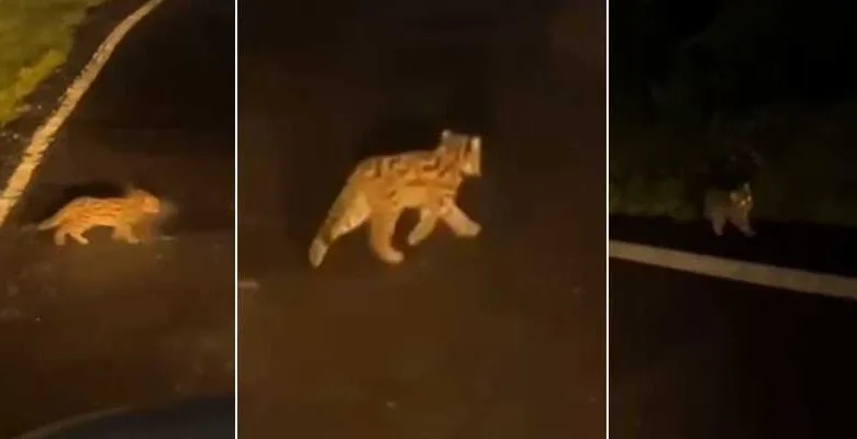 Arunachal- Rare Leopard Cat Cub Spotted Near Jang: A Boost to Wildlife Conservation in Tawang