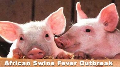 Arunachal: African Swine Fever Outbreak Confirmed in West Siang District