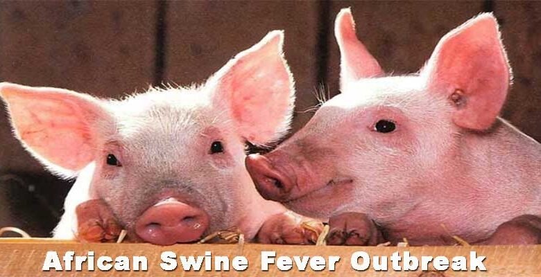 Arunachal: African Swine Fever Outbreak Confirmed in West Siang District