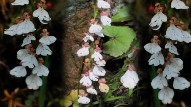 Arunachal: New Orchid Species Hemipilia basifoliata Discovered in Dibang Valley