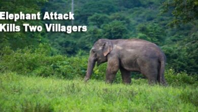Arunachal: Elephant Attack Kills Two Villagers in Tirap