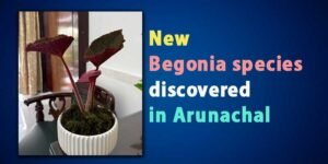 Sparkling Red Begonia Discovery Lights Up Arunachal Pradesh’s Biodiversity Hotspot