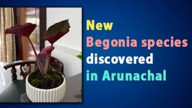 Sparkling Red Begonia Discovery Lights Up Arunachal Pradesh’s Biodiversity Hotspot