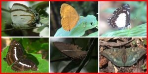 Arunachal: Six New Butterfly Species Reported from  Simong Forest