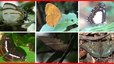 Arunachal: Six New Butterfly Species Reported from  Simong Forest
