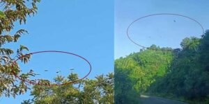 Arunachal- Threatened Hornbills Return to Silluk Village