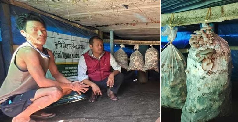 KVK Anjaw Trials Oyster Mushroom Using Local Biomass