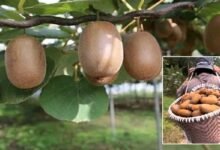 Internet Opens New Markets for Arunachal’s Organic Farmers