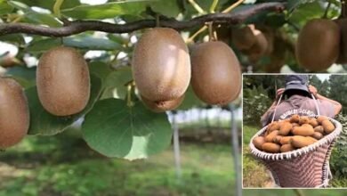 Internet Opens New Markets for Arunachal’s Organic Farmers