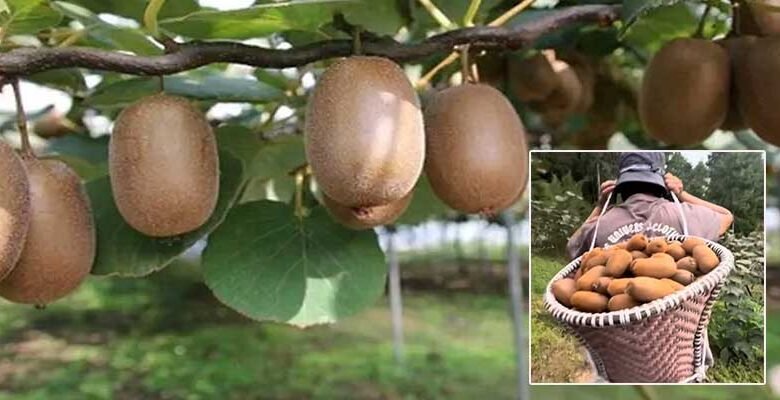 Internet Opens New Markets for Arunachal’s Organic Farmers