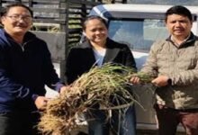 Arunachal: ICAR Supports Mithun Farmers with Fodder Plots