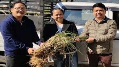 Arunachal: ICAR Supports Mithun Farmers with Fodder Plots