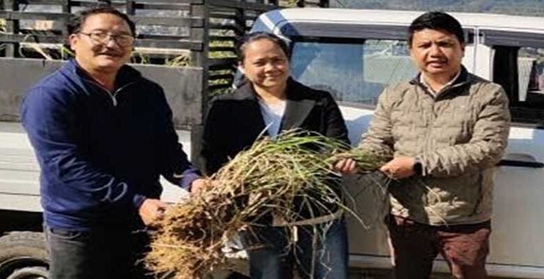 Arunachal: ICAR Supports Mithun Farmers with Fodder Plots