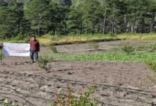 Arunachal: KVK Anjaw Introduces High-Value Fruit Crops Under TSP