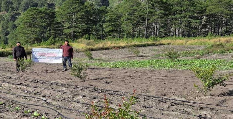 Arunachal: KVK Anjaw Introduces High-Value Fruit Crops Under TSP