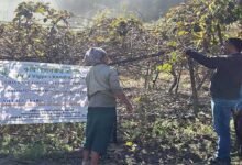 Arunachal: KVK Anjaw Trains Farmers on Kiwi Orchard Management