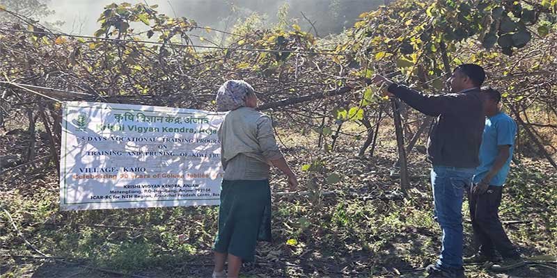 Arunachal: KVK Anjaw Trains Farmers on Kiwi Orchard Management