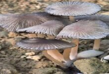 Arunachal: Rare Saprophytic Mushroom Found in Longding