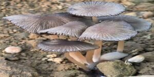 Arunachal: Rare Saprophytic Mushroom Found in Longding