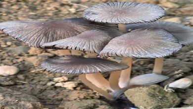 Arunachal: Rare Saprophytic Mushroom Found in Longding