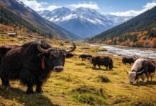 Arunachal: Yak-Based Value Addition Training Begins in Dirang