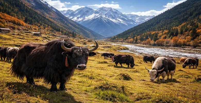 Arunachal: Yak-Based Value Addition Training Begins in Dirang