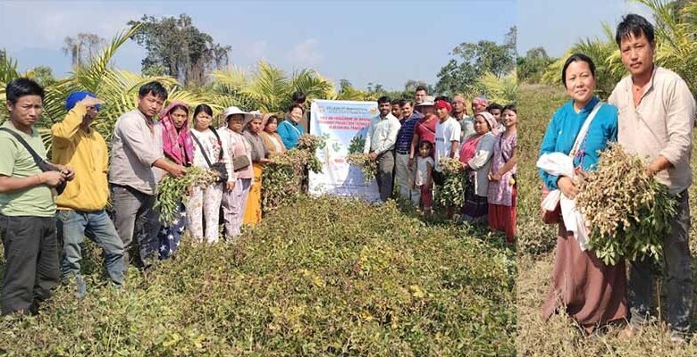Arunachal: Scientists Promote Improved Groundnut Practices in Pasighat