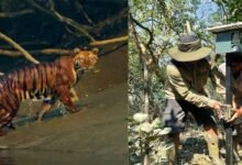 Smart Alert System Installed to Reduce Tiger Conflict