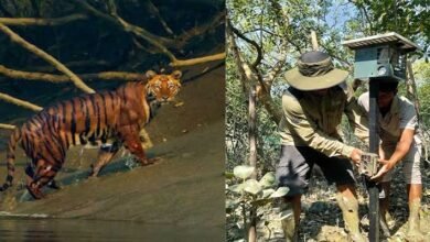 Smart Alert System Installed to Reduce Tiger Conflict