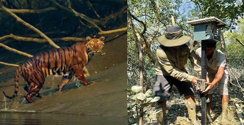 Smart Alert System Installed to Reduce Tiger Conflict