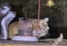 Viral Video of a Tiger Seen Near Shivling Sparks Devotion, Caution
