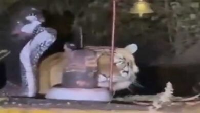 Viral Video of a Tiger Seen Near Shivling Sparks Devotion, Caution