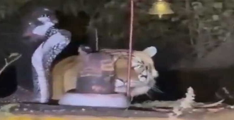 Viral Video of a Tiger Seen Near Shivling Sparks Devotion, Caution