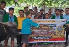 Arunachal: Bull Exchange Programme Held in East Siang