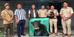 Arunachal: Stranded Himalayan Bear Cub rescued in Deomali
