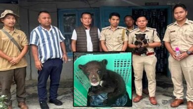 Arunachal: Stranded Himalayan Bear Cub rescued in Deomali