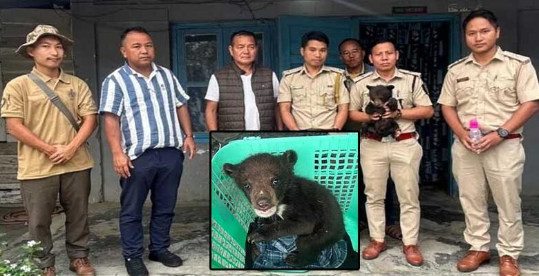 Arunachal: Stranded Himalayan Bear Cub rescued in Deomali
