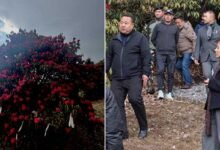 Arunachal: Tawang Prepares for 1st Rhododendron Festival