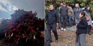 Arunachal: Tawang Prepares for 1st Rhododendron Festival
