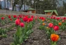Arunachal: Tulips Bloom in Anini for the First Time