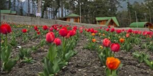 Arunachal: Tulips Bloom in Anini for the First Time
