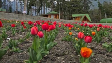 Arunachal: Tulips Bloom in Anini for the First Time