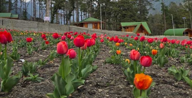 Arunachal: Tulips Bloom in Anini for the First Time