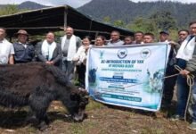 Arunachal: ICAR Revives Yak Rearing in Shi-Yomi