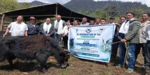 Arunachal: ICAR Revives Yak Rearing in Shi-Yomi