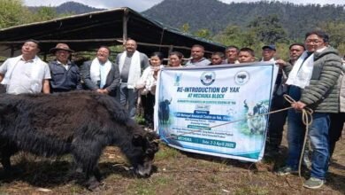 Arunachal: ICAR Revives Yak Rearing in Shi-Yomi