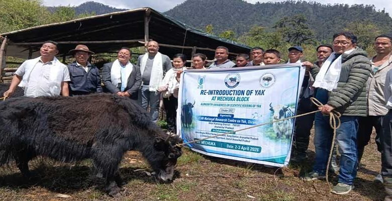 Arunachal: ICAR Revives Yak Rearing in Shi-Yomi