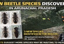 New Beetle Species Discovered in Arunachal