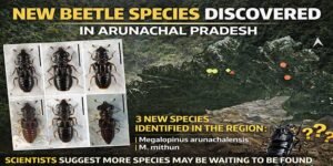 New Beetle Species Discovered in Arunachal